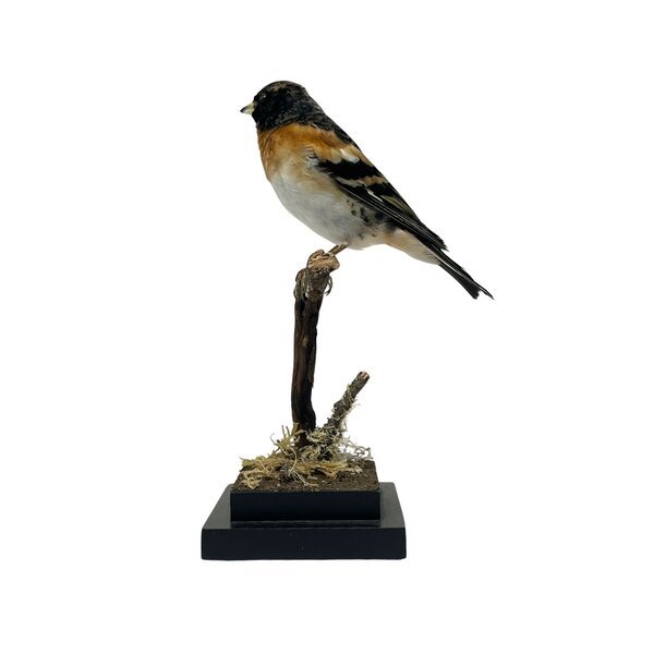 Ausgestopfter Bergfink