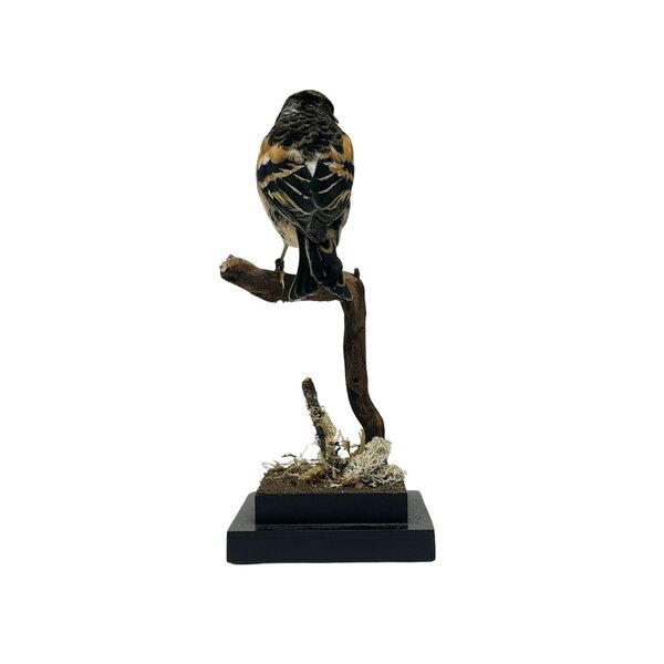 Ausgestopfter Bergfink