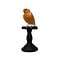 Mounted orange canary (light)