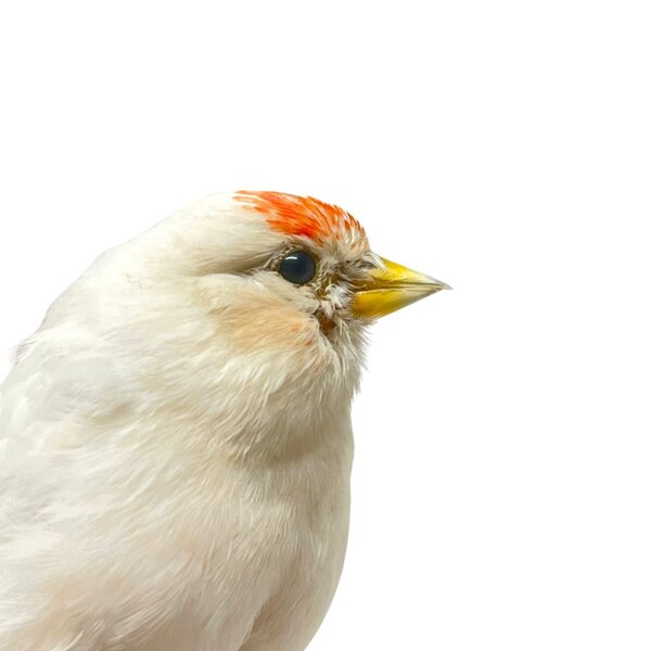 Mounted White redpoll