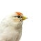 Mounted White redpoll
