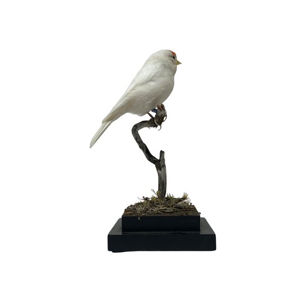 Opgezette Witte Barmsijs