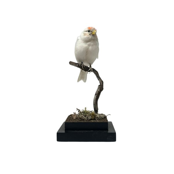 Mounted White redpoll