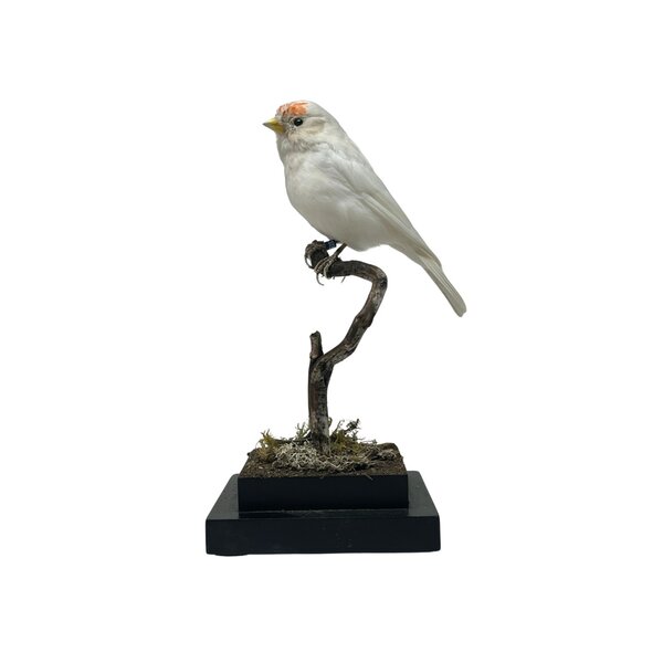 Opgezette Witte Barmsijs