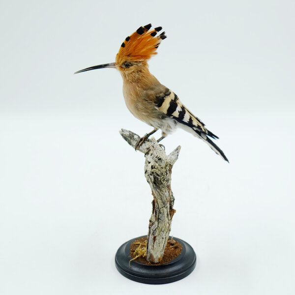 Mounted Hoopoe