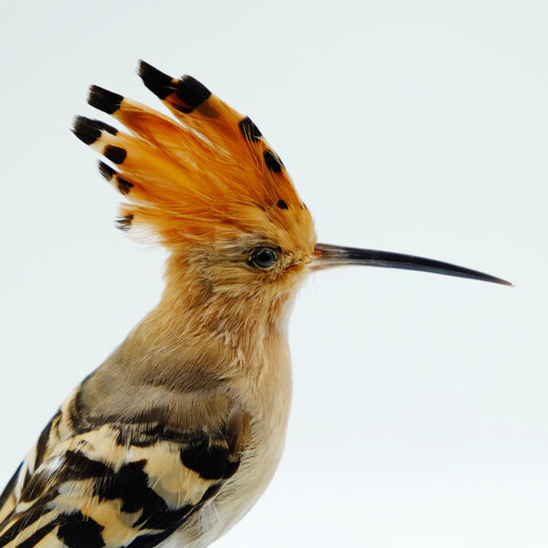 Mounted Hoopoe