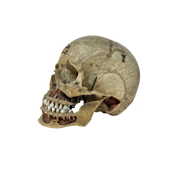 Menschlichen Schädel (C)