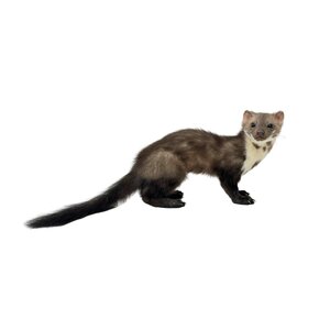 Präparierte Steinmarder