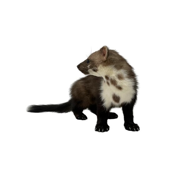 Opgezette steenmarter