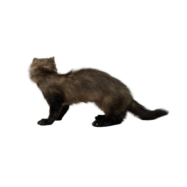 Präparierte Steinmarder