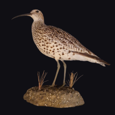 Beschermd maar uitgestorven, opgezette dunbekwulp legt falend natuurbeleid bloot