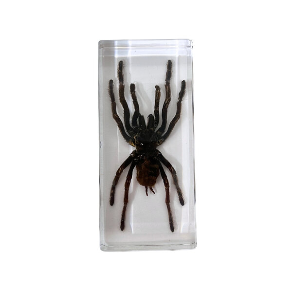 Tarantula in resin