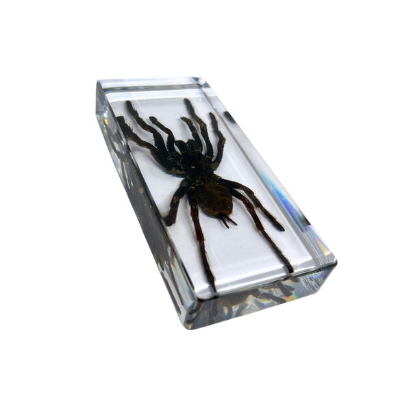 Tarantula in resin