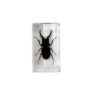 Beetle in resin