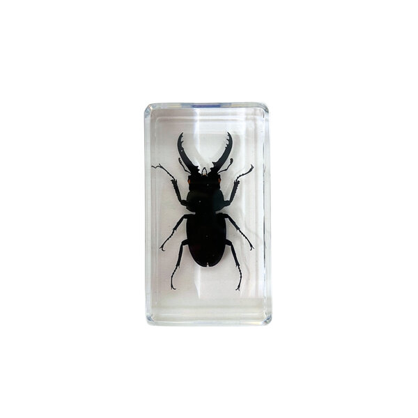 Beetle in resin