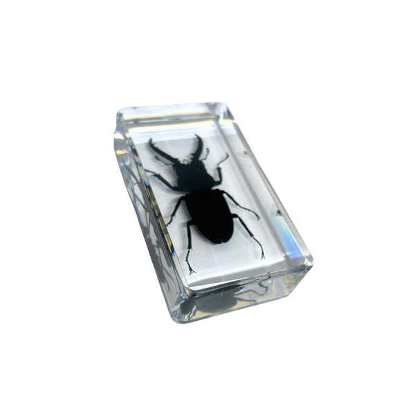 Beetle in resin