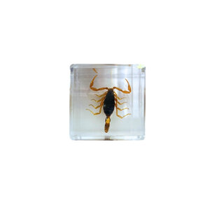 Scorpion in resin cube