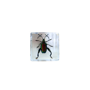 Jewel Beetle in resin cube