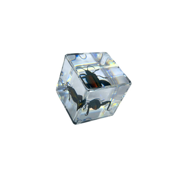 Jewel Beetle in resin cube