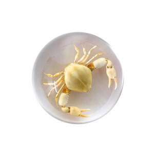 Crab in resin