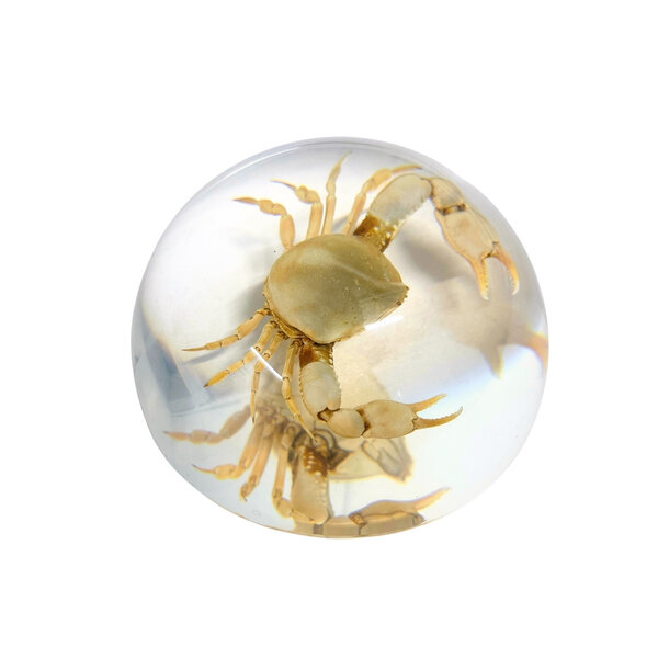 Crab in resin