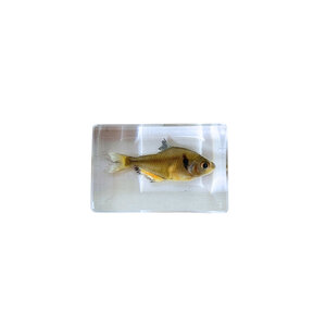 Fish in resin (Yellow)