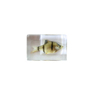 Fish in resin (Striped)