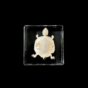 Turtle Skeleton in Harz