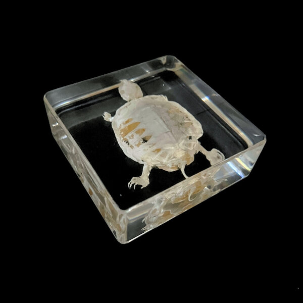 Turtle skeleton in resin
