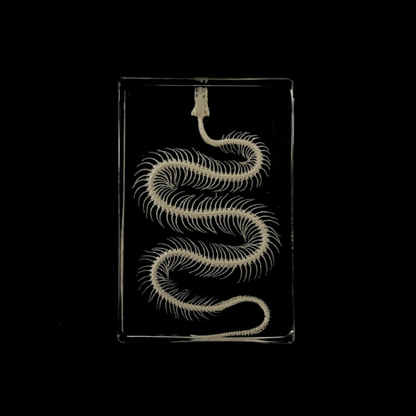 Snake skeleton in resin
