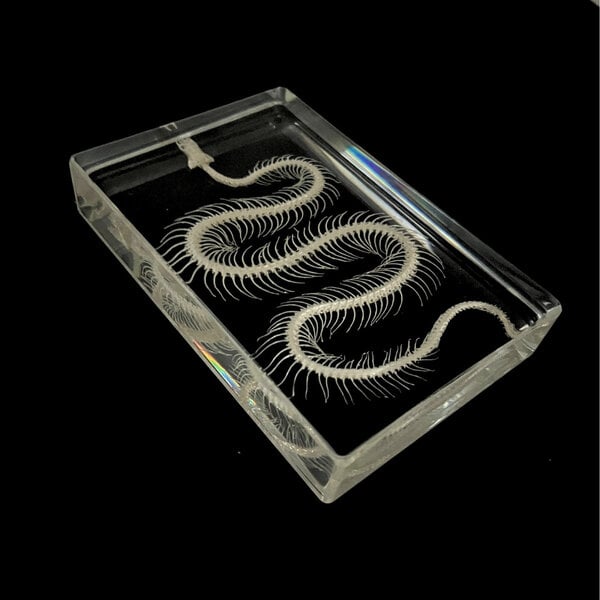 Snake skeleton in resin