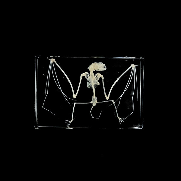 Vleermuis skelet in hars