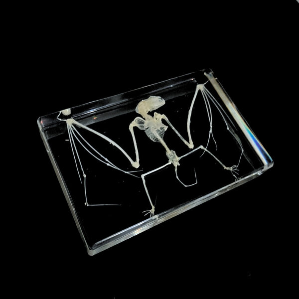 Bat skeleton in resin