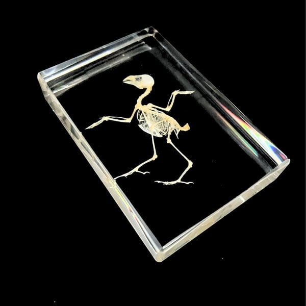 Vogel skelet in hars