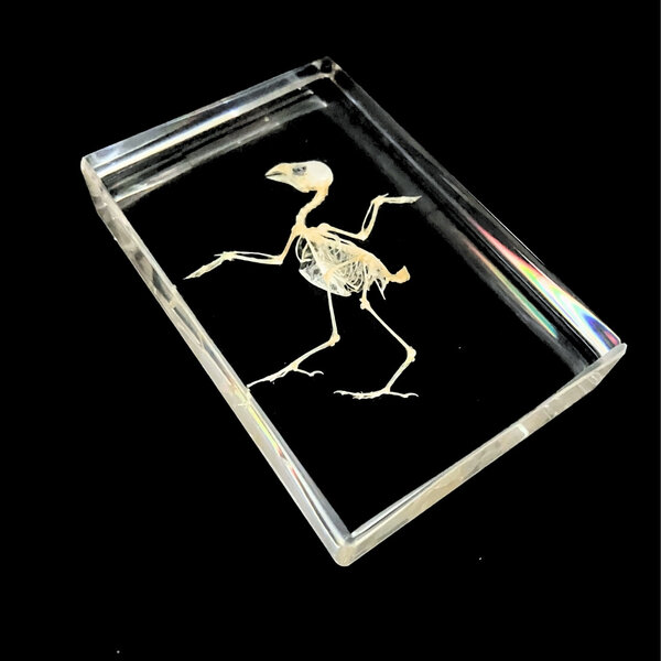 Vogelskelett in Harz