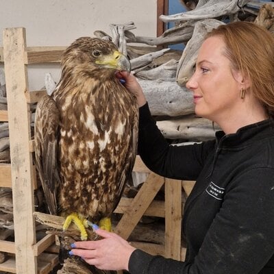 Windmolens: Moordmachines voor vogels, zeearend krijgt tweede leven na fatale botsing