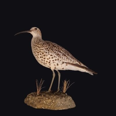 Protected but extinct: Mounted Slender-billed curlew exposes failures in nature policy