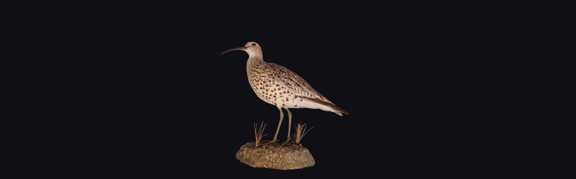Protected but extinct: Mounted Slender-billed curlew exposes failures in nature policy