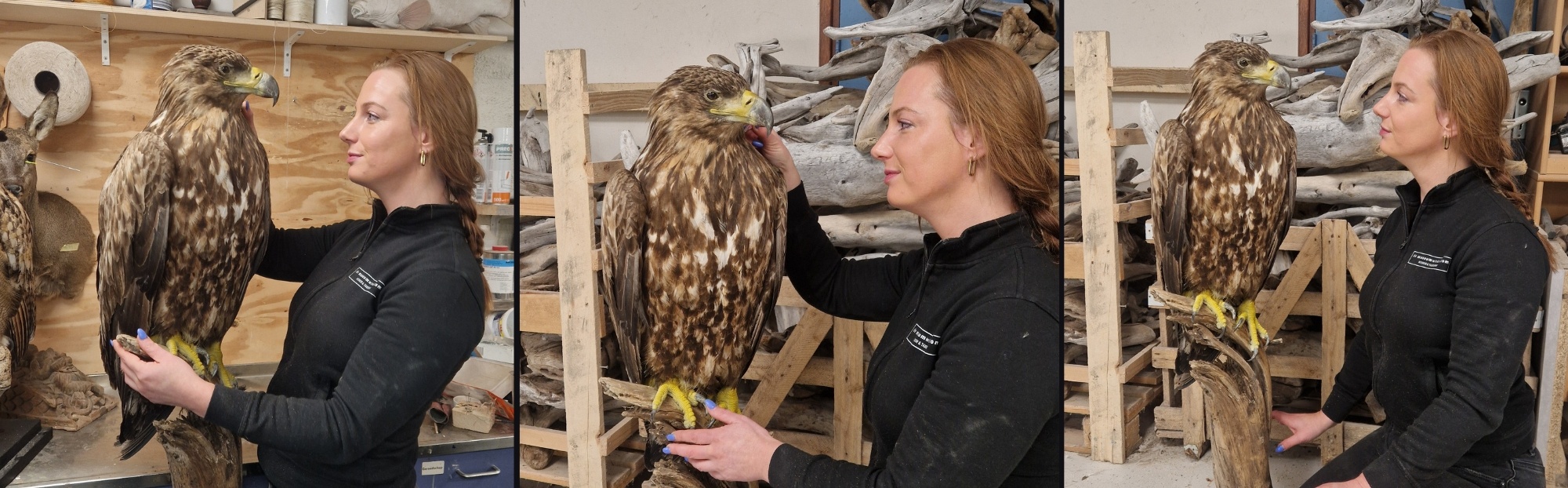 Wind Turbines: Killing machines for birds.  Sea Eagle gets a second life after fatal collision