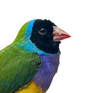 Mounted Gouldian finch
