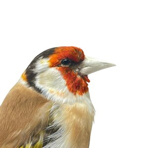 Mounted european goldfinch - beige