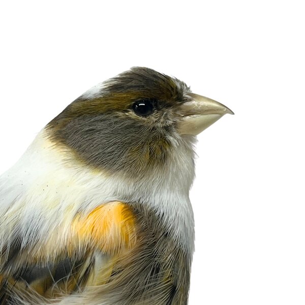 Präparierte Kanarienvogel