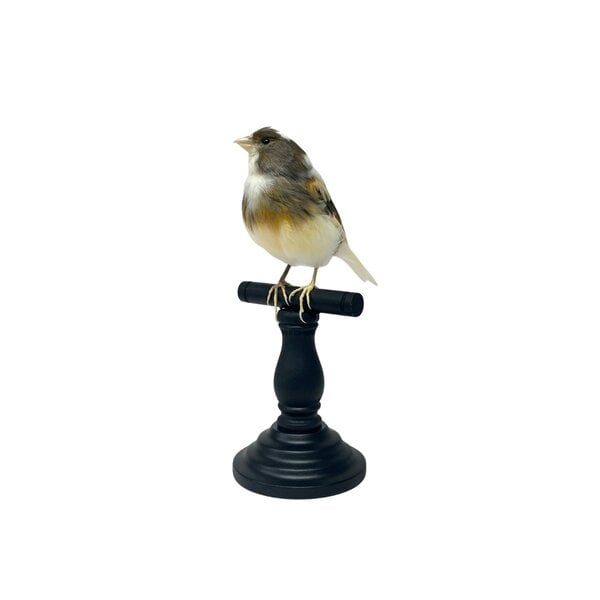 Mounted canary