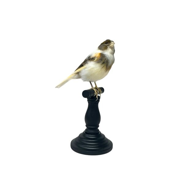 Mounted canary