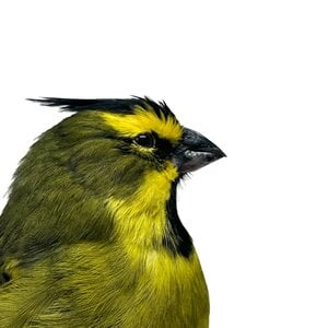 Mounted Yellow Cardinal