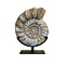 Ammonite XL on stand
