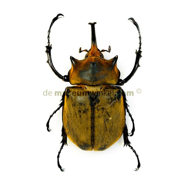 Megasoma elephas elephas - male