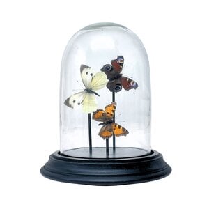 Glass dome with European butterflies (3)