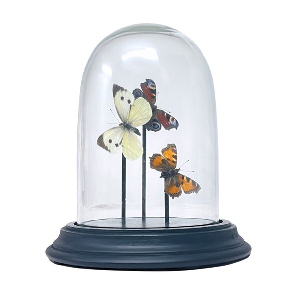 Glass dome with European butterflies (3)