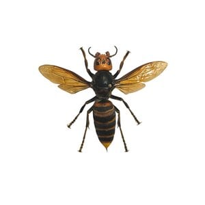 Asian giant hornet Queen